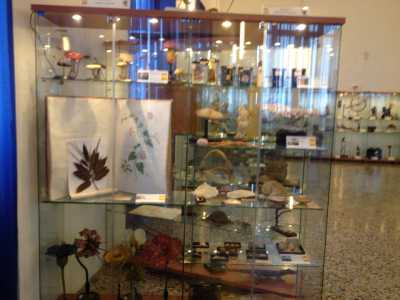 La sezione botanica: contiene un erbario, 113 scatole di esemplari di piante fatte di tela e 44 modelli di fiori, foglie e funghi
